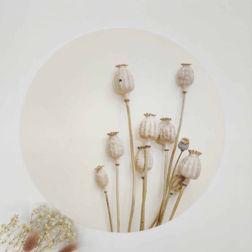 Muurcirkel Papaver - 30 cm - Forex