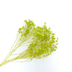 Broom bloom - appelgroen