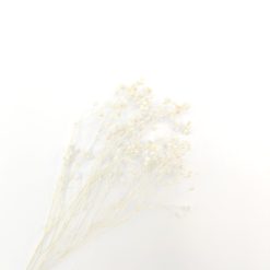 Broom bloom - gebleekt