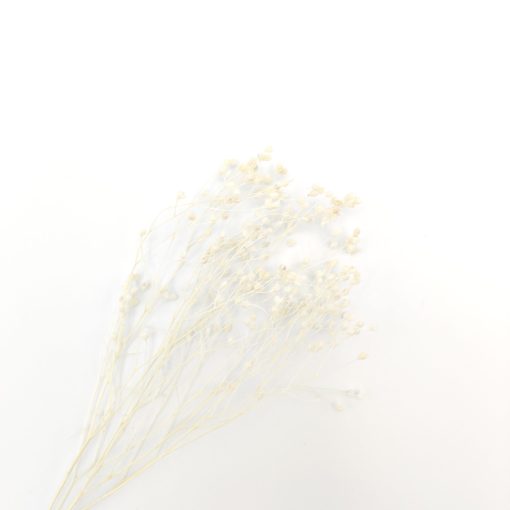 Broom bloom - gebleekt