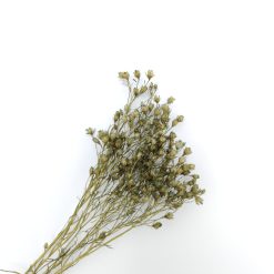 Broom bloom - ice green
