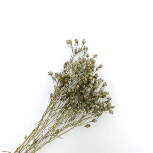 Broom bloom - ice green