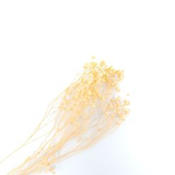 Broom bloom - meloen