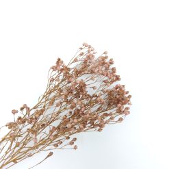 Broom bloom - oud roze