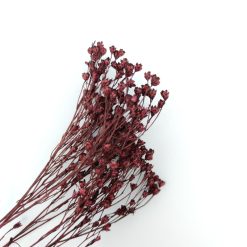 Broom bloom - pruim