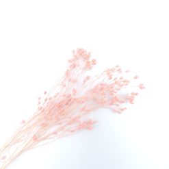 Broom bloom - roze