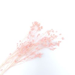 Broom bloom - roze