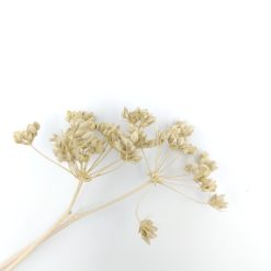 Carum carvi - creme