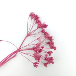 Carum carvi - fuchsia