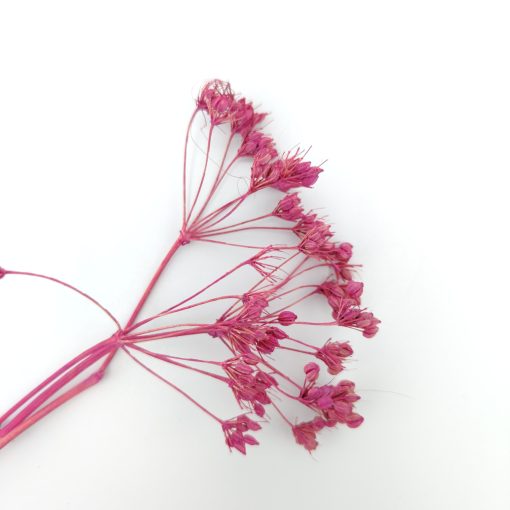 Carum carvi - fuchsia