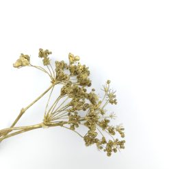 Carum carvi - goud