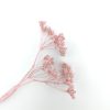 Carum carvi - pastel roos