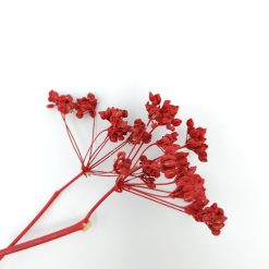 Carum carvi - rood