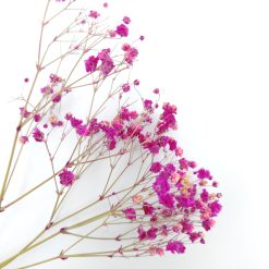 Gypsophila - fuchsia