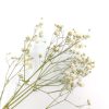 Gypsophila - naturel