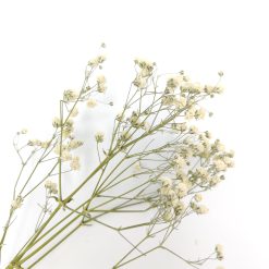 Gypsophila - naturel