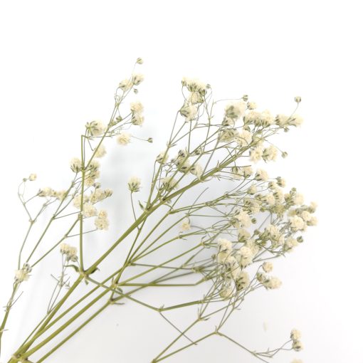 Gypsophila - naturel