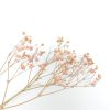 Gypsophila - roze