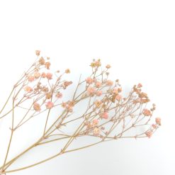 Gypsophila - roze