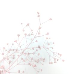 Gypsophila wild - old pink