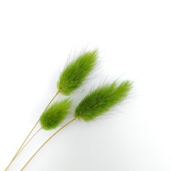 Lagurus ovatus - appelgroen