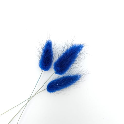 Lagurus ovatus - blauw