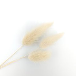 Lagurus ovatus - cream