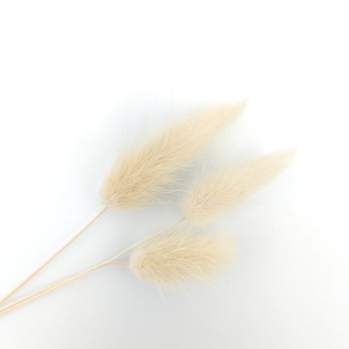 Lagurus ovatus - cream