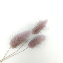 Lagurus ovatus - donkerlila