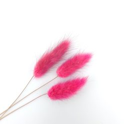 Lagurus ovatus - fuchsia