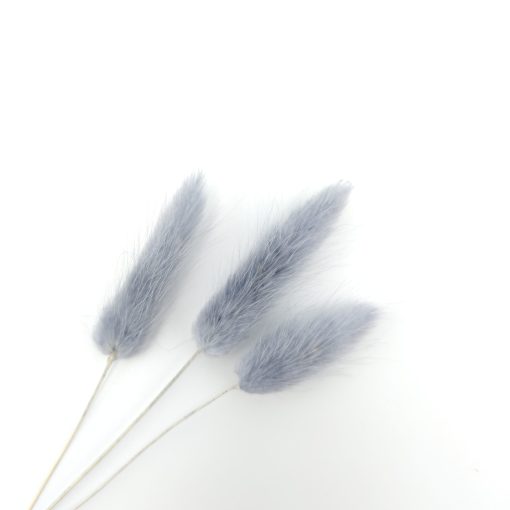 Lagurus ovatus - grijs