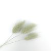 Lagurus ovatus - ice green