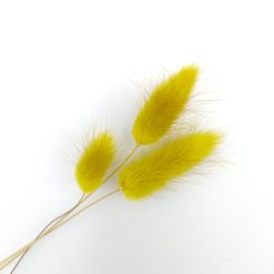 Lagurus ovatus - mosterd