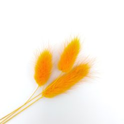 Lagurus ovatus - oranje