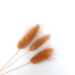 Lagurus ovatus - terracotta