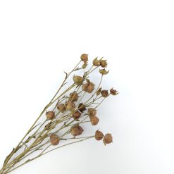Linum vlas - lila
