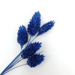 Phalaris - blauw