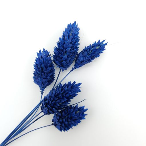Phalaris - blauw
