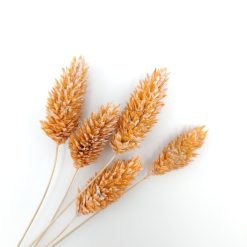 Phalaris - coral misty