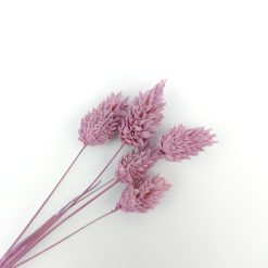 Phalaris - framboos