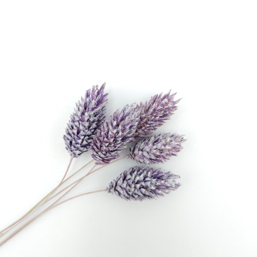 Phalaris - frosted lila