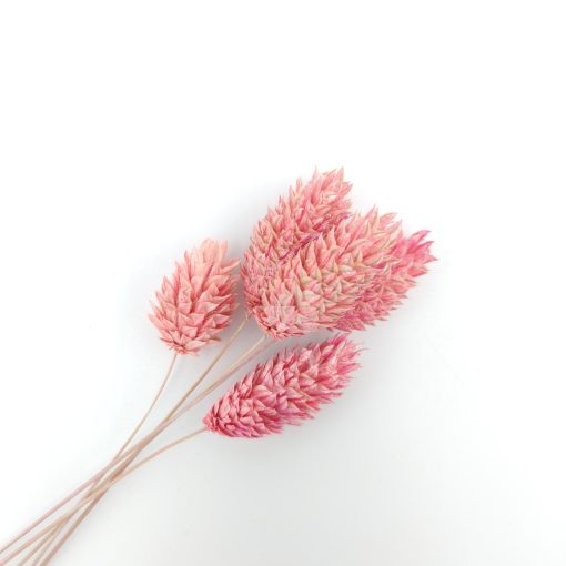 Phalaris - frosted pink