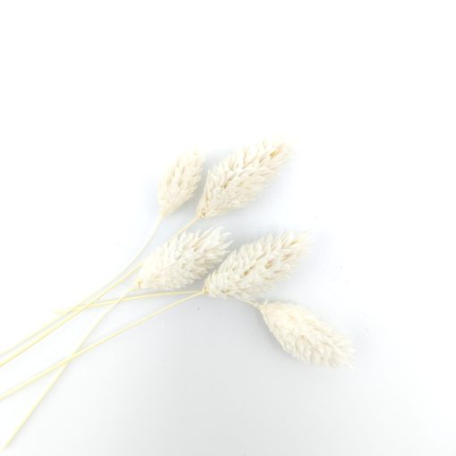 Phalaris - gebleekt