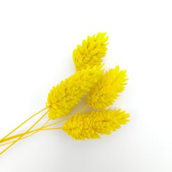 Phalaris - geel