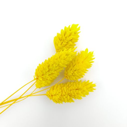 Phalaris - geel