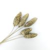 Phalaris - goud