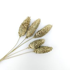 Phalaris - goud