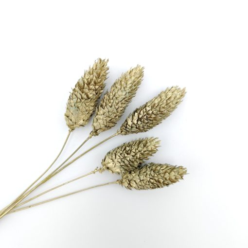 Phalaris - goud