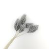 Phalaris - grijs