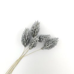 Phalaris - grijs